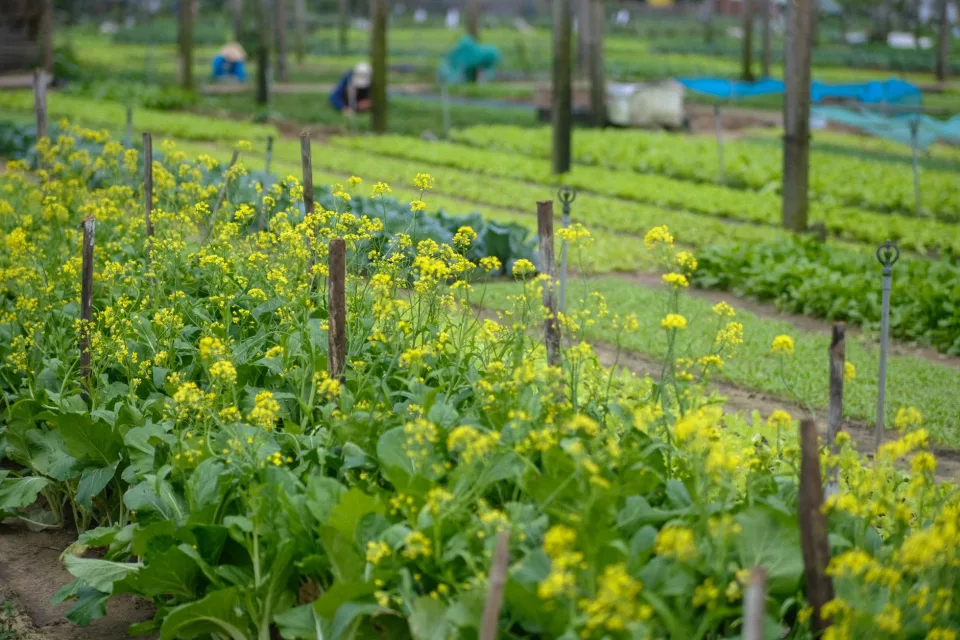 Vườn rau của Hà Như Mẫn
